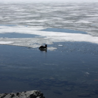 Otter on Ice
